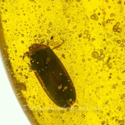 V2006 Coleoptera Lampyridae 5