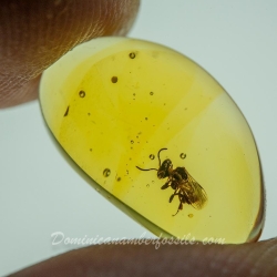 V2014 Stingless Bee