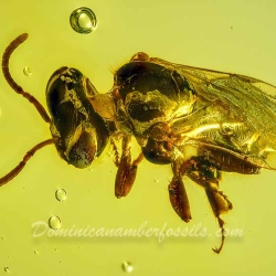 V2014 Stingless Bee 5