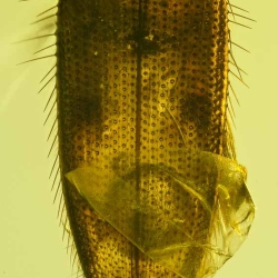 V2017 Coleoptera Lampyridae  Silvanidae 10