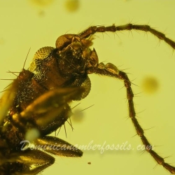V2017 Coleoptera Lampyridae  Silvanidae 11