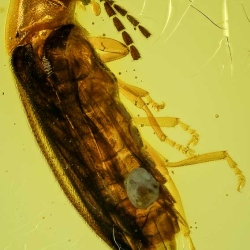 V2017 Coleoptera Lampyridae  Silvanidae 12