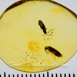 V2017 Coleoptera Lampyridae  Silvanidae 13