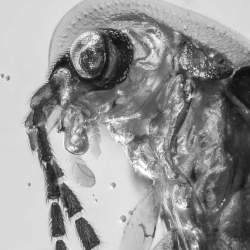 V2017 Coleoptera Lampyridae  Silvanidae 2