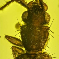 V2017 Coleoptera Lampyridae  Silvanidae 3