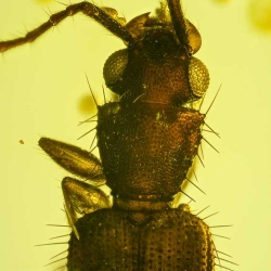 V2017 Coleoptera Lampyridae  Silvanidae 4
