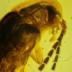 V2017 Coleoptera Lampyridae  Silvanidae 5