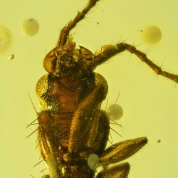V2017 Coleoptera Lampyridae  Silvanidae 6