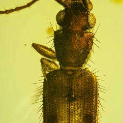 V2017 Coleoptera Lampyridae  Silvanidae 7