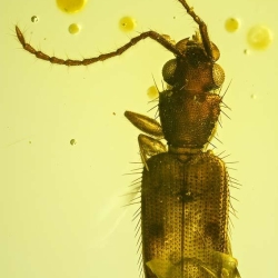 V2017 Coleoptera Lampyridae  Silvanidae 8
