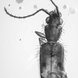 V2017 Coleoptera Lampyridae  Silvanidae 9