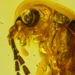 V2017 Coleoptera Lampyridae  Silvanidae