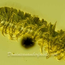 V2018 Flat Backed Millipede Diplopoda Polydesmida 8