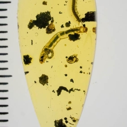 V2019 Millipede  Larva 3