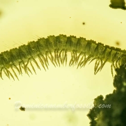 V2019 Millipede  Larva 5