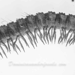 V2019 Millipede  Larva 6