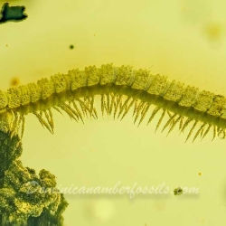 V2019 Millipede  Larva 7