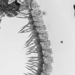 V2019 Millipede  Larva 8