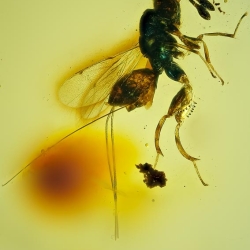 V2022 Hymenoptera Chalcidoidea Torymidae   Chalcid Wasp 3