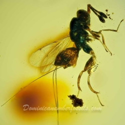 V2022 Hymenoptera Chalcidoidea Torymidae   Chalcid Wasp 5