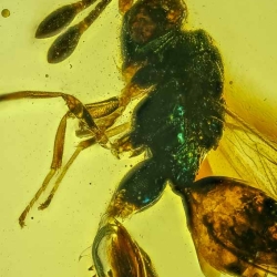 V2022 Hymenoptera Chalcidoidea Torymidae   Chalcid Wasp 6