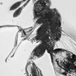 V2022 Hymenoptera Chalcidoidea Torymidae   Chalcid Wasp 7