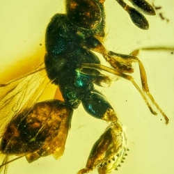 V2022 Hymenoptera Chalcidoidea Torymidae   Chalcid Wasp