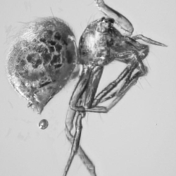 V2023 Arachnida Araneae 2