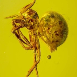 V2023 Arachnida Araneae 3