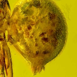 V2023 Arachnida Araneae 4