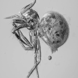 V2023 Arachnida Araneae 6