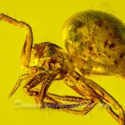 V2023 Arachnida Araneae 7