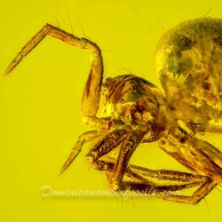 V2023 Arachnida Araneae 8