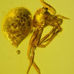 V2023 Arachnida Araneae