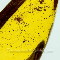 V2027 Muscid Fly Fossil In Dominican Amber 11