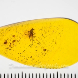 V2027 Muscid Fly Fossil In Dominican Amber 12