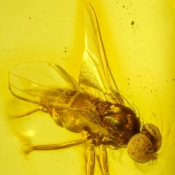 V2027 Muscid Fly Fossil In Dominican Amber 2