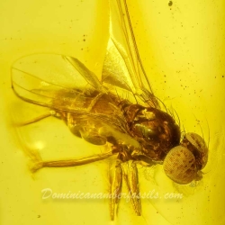 V2027 Muscid Fly Fossil In Dominican Amber 3