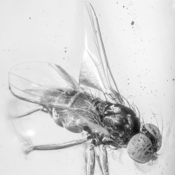 V2027 Muscid Fly Fossil In Dominican Amber 4