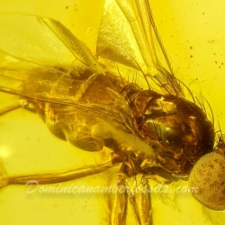 V2027 Muscid Fly Fossil In Dominican Amber 5