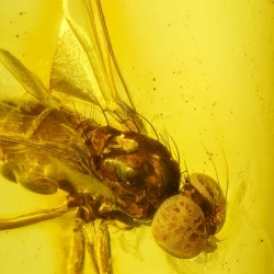 V2027 Muscid Fly Fossil In Dominican Amber 6