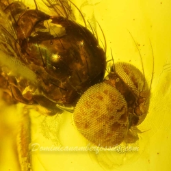 V2027 Muscid Fly Fossil In Dominican Amber 7