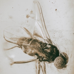 V2027 Muscid Fly Fossil In Dominican Amber