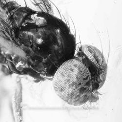 V2027 Muscid Fly Fossil In Dominican Amber 8