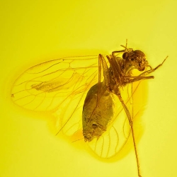 V2028 Psocoptera 10