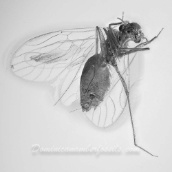 V2028 Psocoptera 11