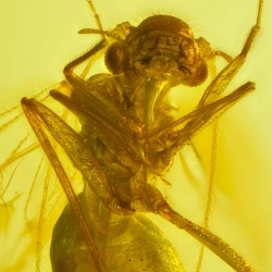 V2028 Psocoptera 12