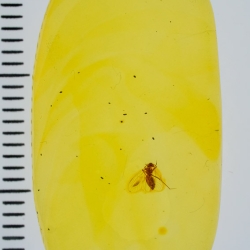 V2028 Psocoptera 2