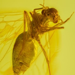 V2028 Psocoptera 5