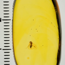 V2028 Psocoptera